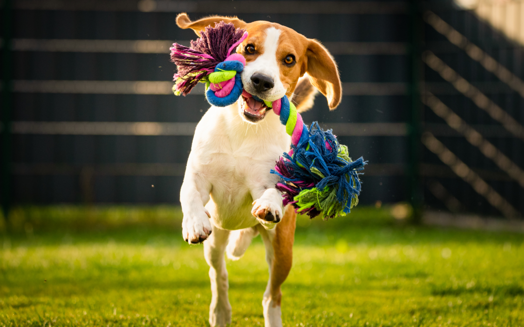 Best Chew Toys for Dogs: Keeping Them Busy and Healthy