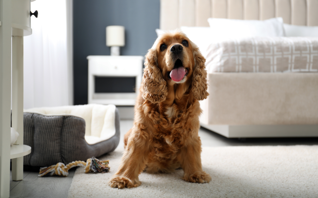 Creating a Pet-Friendly Home: Tips for Using Pet Supplies Effectively