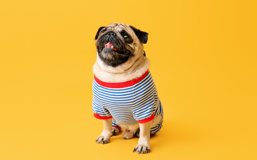 Pet Clothing: Fashionable and Functional Gear for All Seasons