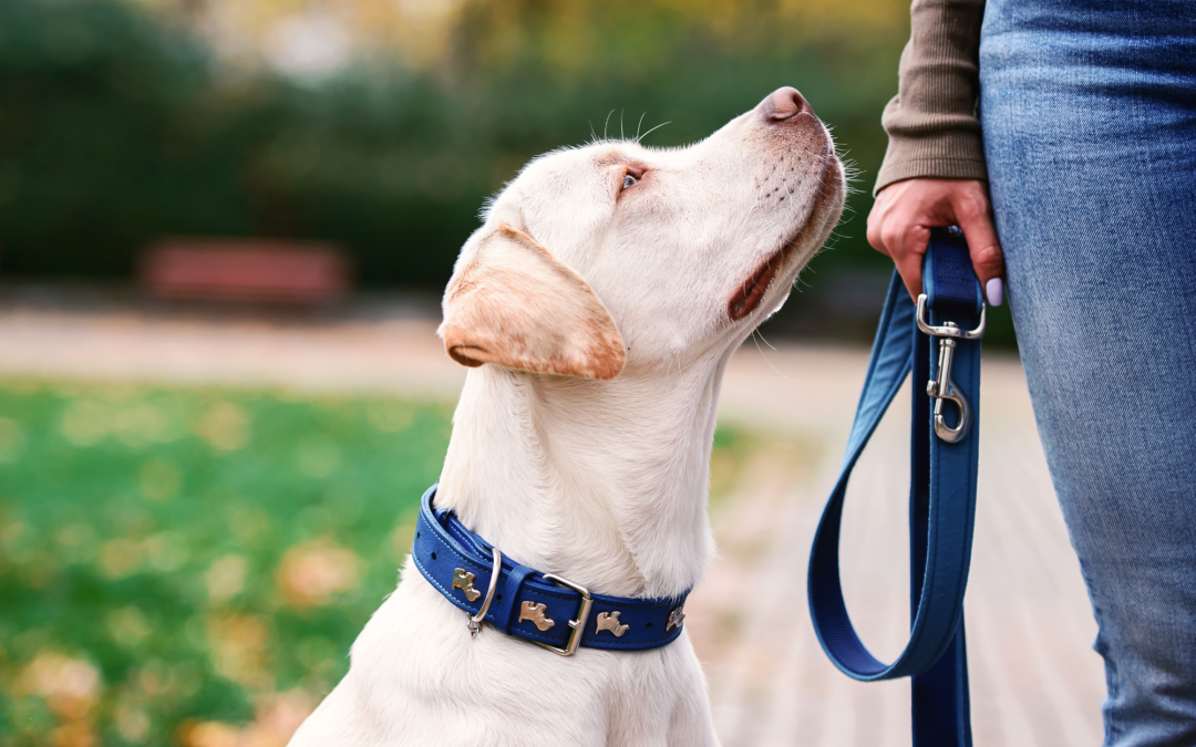 The Best Collars and Leashes: A Guide for Every Pet Outing