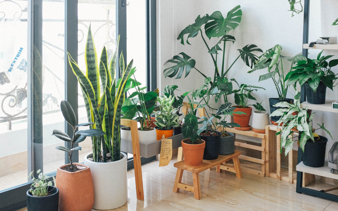 Top Indoor Plants for Cleaner, Healthier Air in Your Home